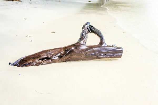 Belas raízes de madeira estruturada na praia — Fotografia de Stock