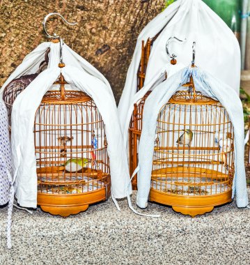 kuşlar piyasada hongkong adlı bir kafes kuşları