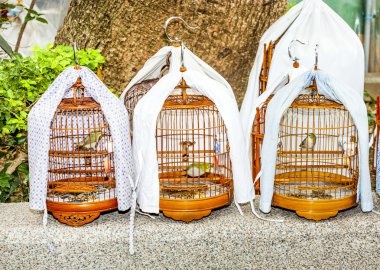 kuşlar piyasada hongkong adlı bir kafes kuşları