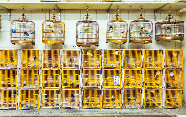 birds in a cage at the birds market in Hongkong