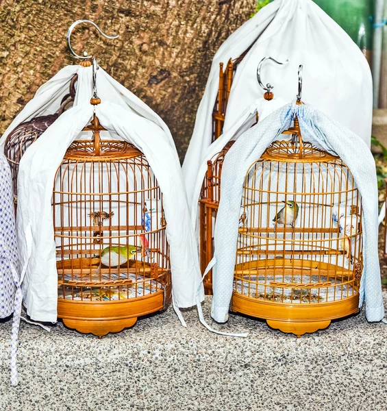 Vogels in een kooi op de markt van de vogels in hongkong — Stockfoto