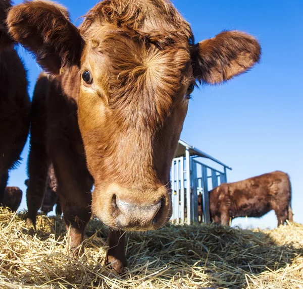 Freundliches Vieh auf Stroh — Stockfoto