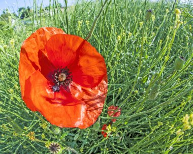 Başak buğday Mısır alanında