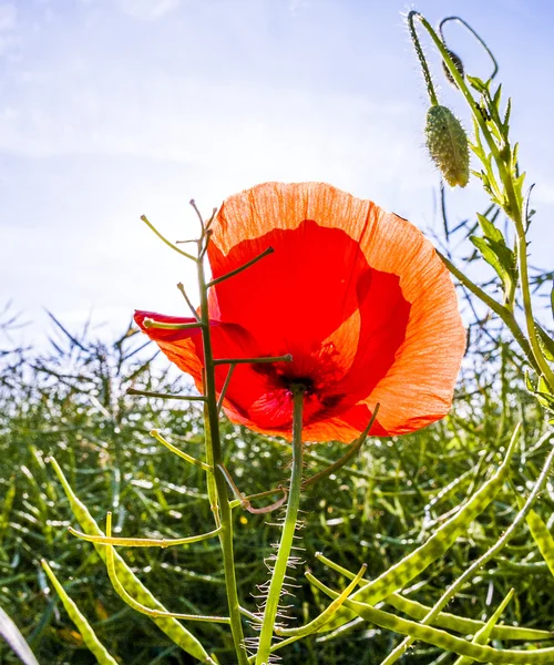 Mohnblume auf der Wiese im Morgenlicht — Stockfoto