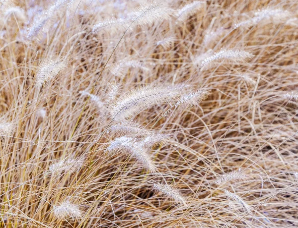 Herbe de pampa congelée en hiver — Photo
