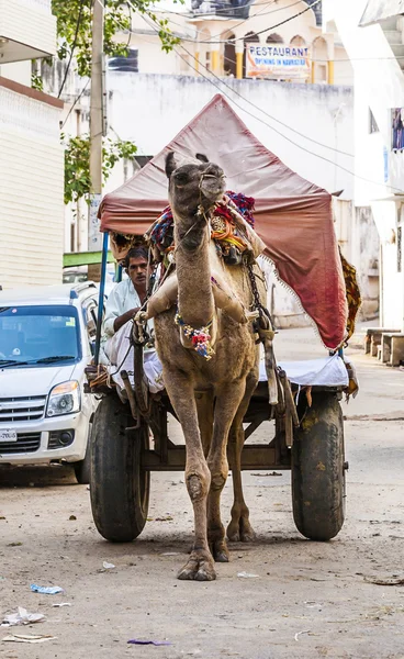 Camel taxi in Pushkar — Stockfoto