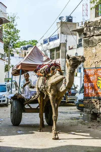 Camel taxi in Pushkar — Stock Photo, Image