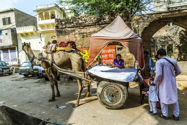 Velbloudí taxi v pushkar — Stock fotografie