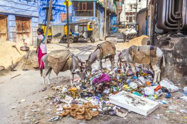 Hint feamle işçi ve çöp yeme eşek