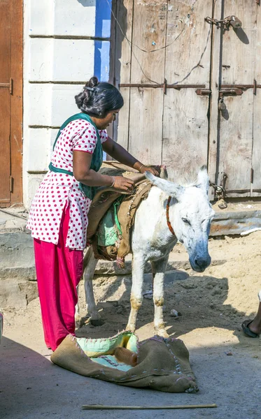 Trabajador indio ensillar el burro — Foto de Stock