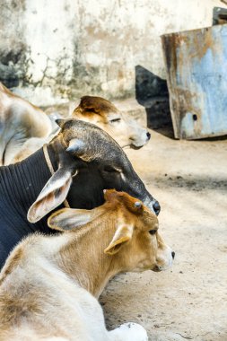 ağaçlar sıra ile taze sürülmüş acre