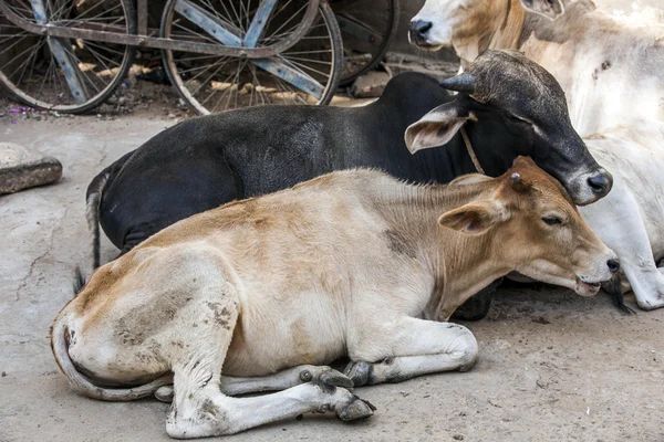Krávy v poledním horku na ulici — Stock fotografie