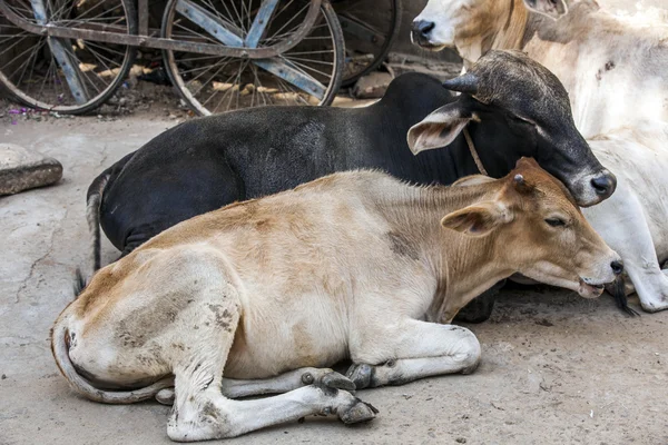 Mucche che riposano nel caldo di mezzogiorno in strada — Foto Stock