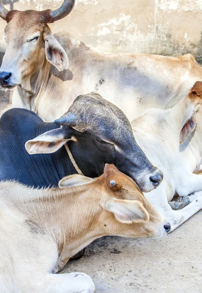 Cows resting in the midday heat at the street — Stock Photo, Image