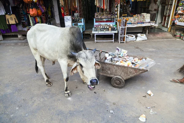 Koeien rusten in de middag hitte in de straat — Stockfoto