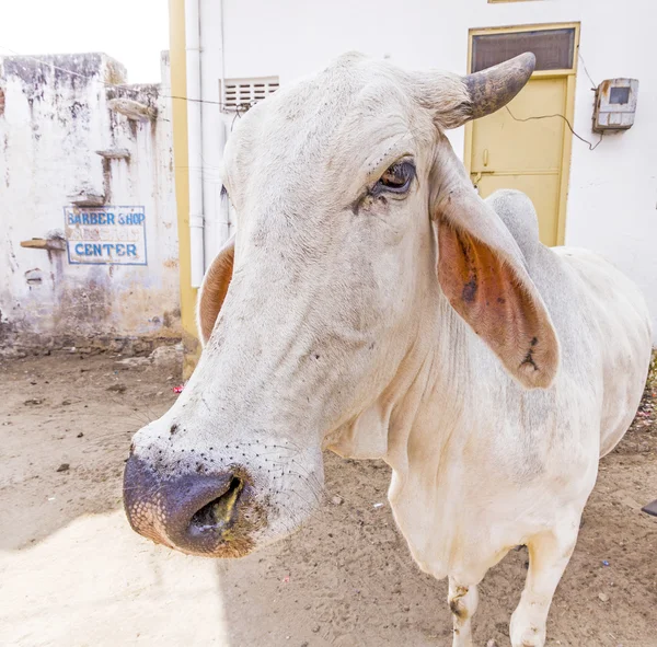 Cows resting in the midday heat at the street — Stock Photo, Image