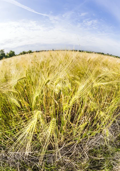 A búza, a kukorica a területen Spica — Stock Fotó