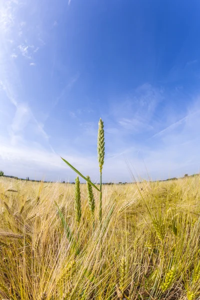 Spica of wheat in corn field — Stock Photo, Image
