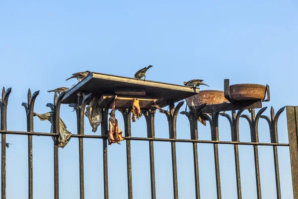 Vögel werden mit Fleisch gefüttert — Stockfoto