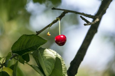  t bahçede bir ağaç üzerinde kiraz