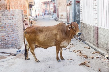 Kutsal inek besleme çöp Hindistan 
