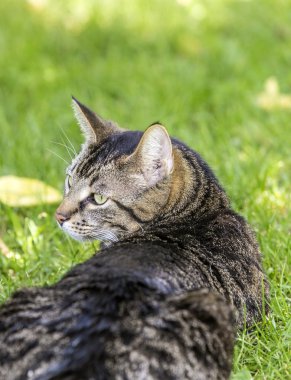kedi çim üzerinde yalan 