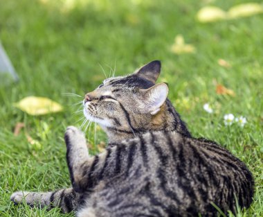 kedi çim üzerinde yalan 
