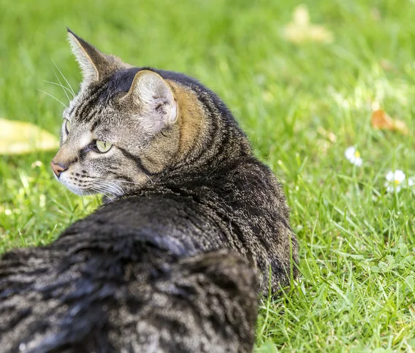 Cat lies on the grass — Stock Photo, Image