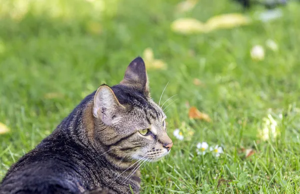 Cat lies on the grass — Stock Photo, Image