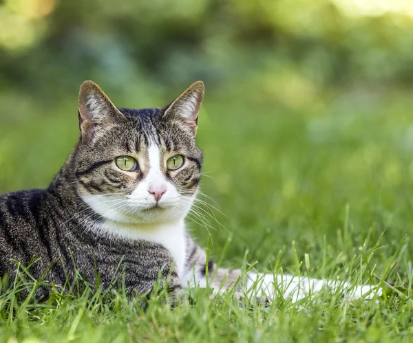 Le chat repose sur l'herbe — Photo