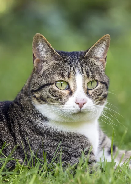 Cat lies on the grass — Stock Photo, Image