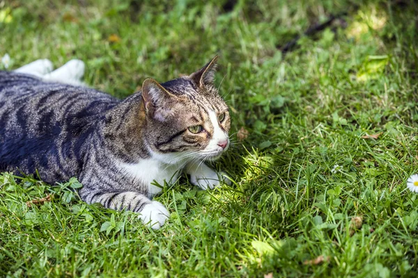 Kedi çim üzerinde yalan — Stok fotoğraf