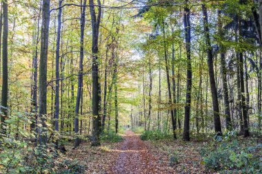   kir şekilde karışık meşe ormanı 