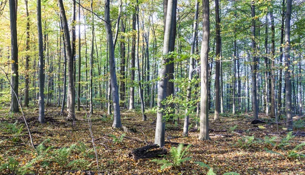 Způsob špína v smíšený dubový les — Stock fotografie