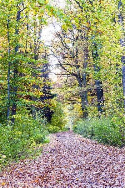 Dirt way in the mixed oak forest — Stock Photo, Image