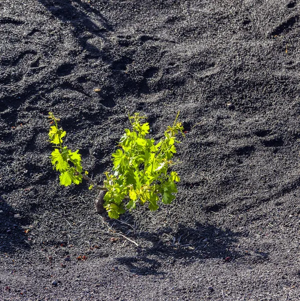 Beautiful grape plants grow on volcanic soil in La Geria — Stock Photo, Image