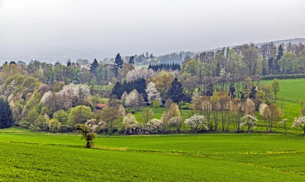 Vale verde com árvores florescentes em nevoeiro — Fotografia de Stock