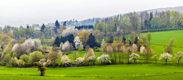 Green valley with blooming trees in fog — Stock Photo, Image