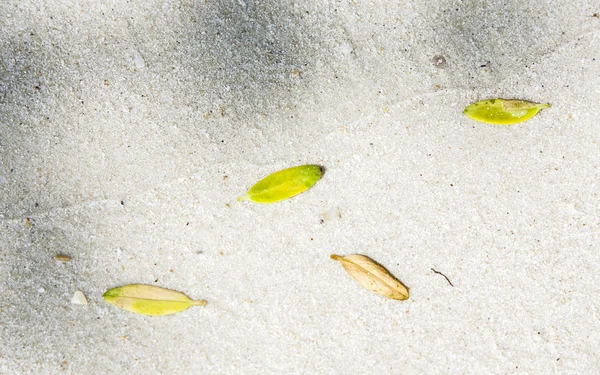 Plaj düzenleme yaprak ile — Stok fotoğraf