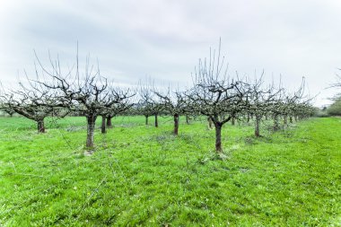 Elma Ağaçlarında meyve bahçesi Bahar çiçeği
