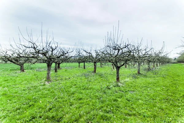 Apple trees in springtime  blossom in orchard — Stock Photo, Image