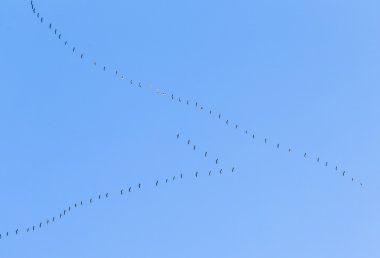 e sıcak neden Göçmen kuşlar