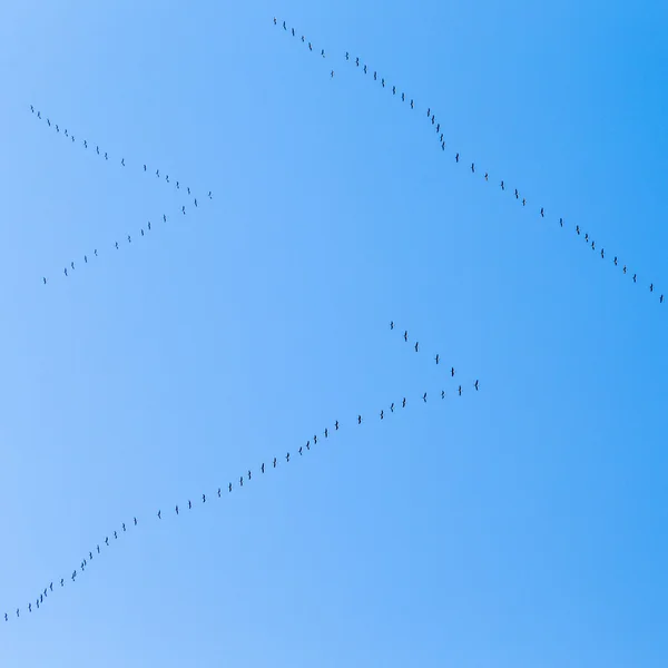 Перелетные птицы на пути к более теплой aerea — стоковое фото