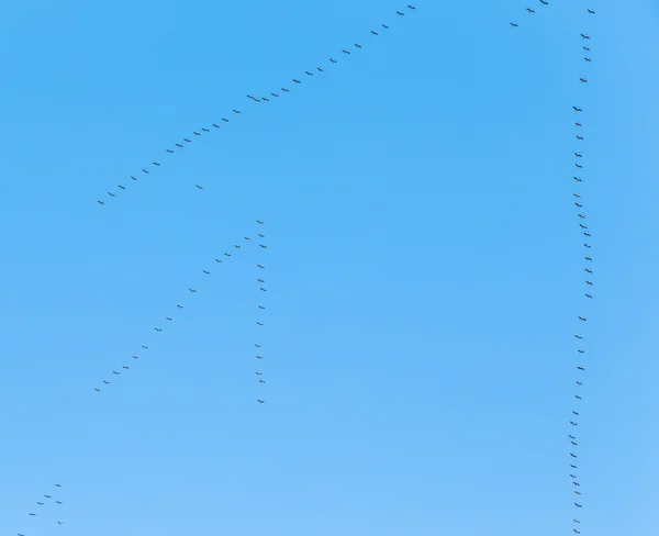 Migrant birds on their way to warmer aerea — Stock Photo, Image