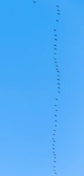 Uccelli migratori in cammino verso aree più calde — Foto Stock