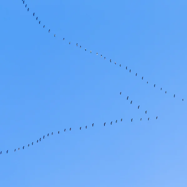 Перелетные птицы на пути к более теплой aerea — стоковое фото