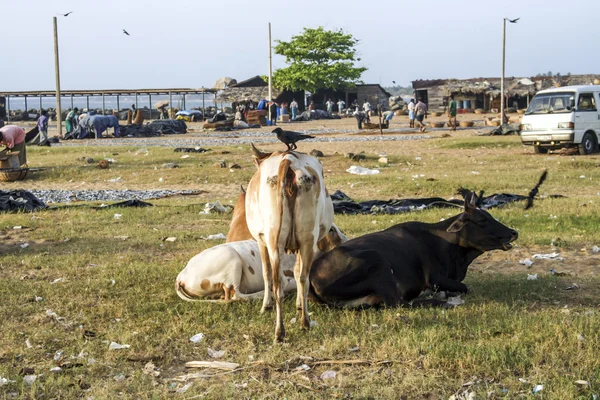 Krávy odpočívající na pláži negombo, Srí lanka — Stock fotografie