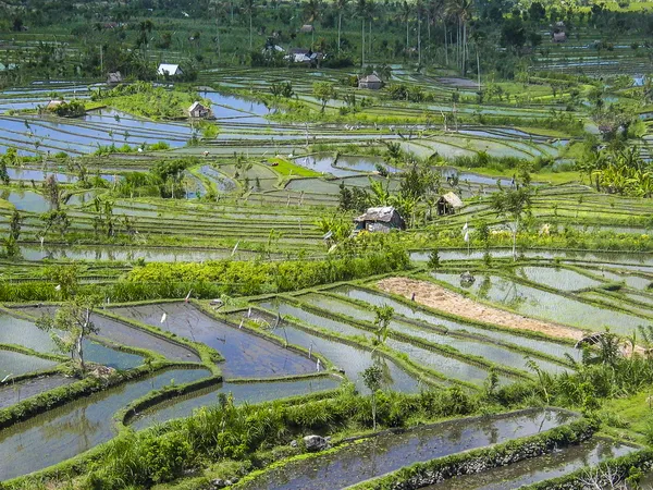 Rice paddies in Bali Indonesia — Stock Photo, Image