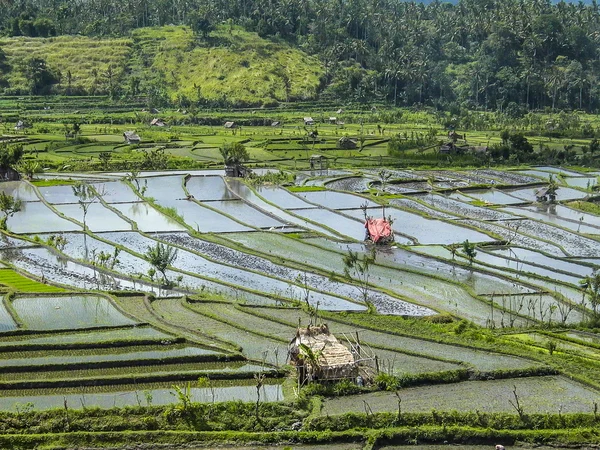 Rijstvelden in bali Indonesië — Stockfoto