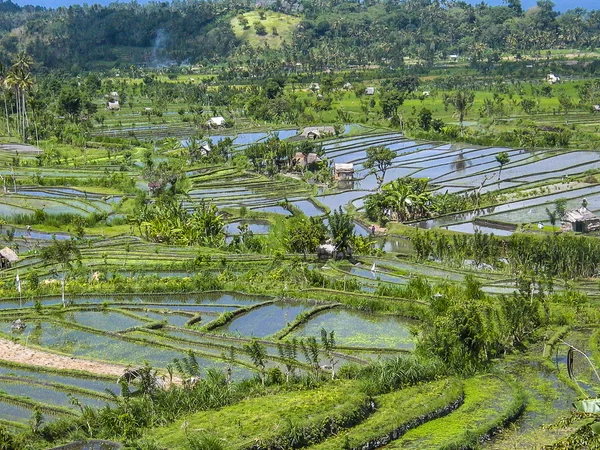 在印度尼西亚巴厘岛的稻田 — 图库照片